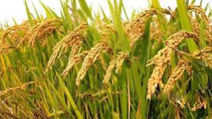 বোরোর বাম্পার ফলন, কৃষকের ন্যায্যমূল্য প্রাপ্তি নিশ্চিত হোক