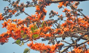 বসন্ত এসে গেছে