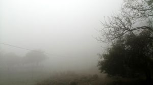 লুইজিয়ানায় ঘন কুয়াশায় দেড় শতাধিক গাড়ির সংঘর্ষ, নিহত ৭
