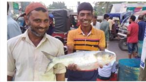 এক ইলিশের দাম ৫ হাজার টাকা, দেখতে ক্রেতাদের ভিড়